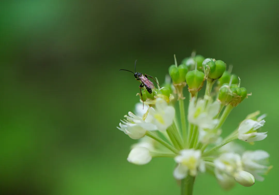 Bee on a wild leek