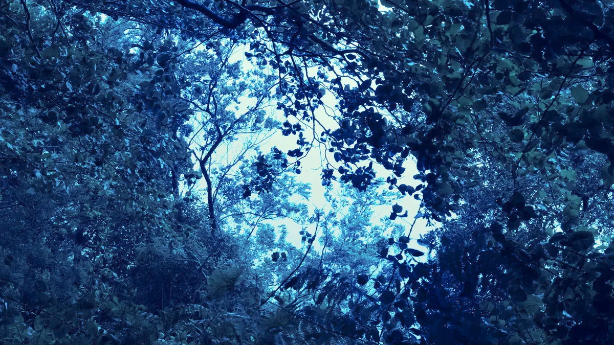 A blue toned image of tree tops, looking from the ground, the sky peeks through.